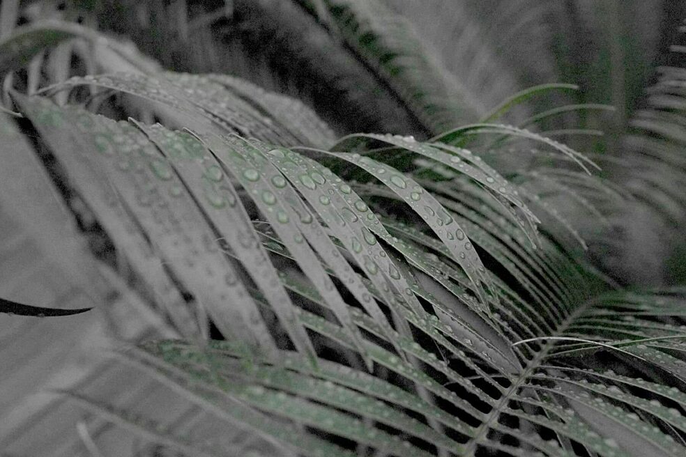 Photography